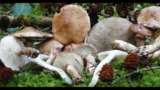 Suillus viscidus  boletus de alerce  Sticky Bolete [upl. by Linc]