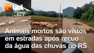 Rio Grande do Sul Porcos são encontrados mortos nas estradas após o recuo das águas das enchentes [upl. by Jowett]