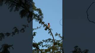 Redcrested Cardinal morning call 9292024 🐦🌺💯🤙🏾 asmr birdwatching cardinal [upl. by Nrehtak]