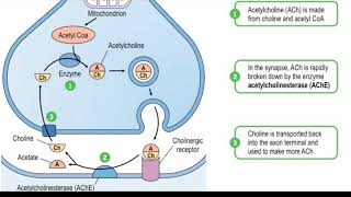 Acetylcholinesterase enzyme  biological function  regulation inhibition  Donepezil mechanism [upl. by Nyliuqcaj67]