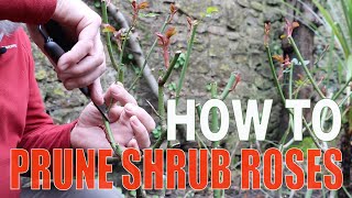 How to prune shrub roses [upl. by Kerin127]