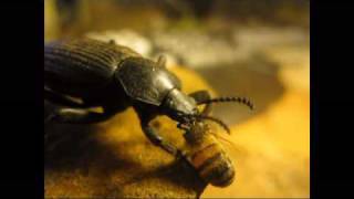 A Darkling Beetle Snacks on a Bee [upl. by Goulet]