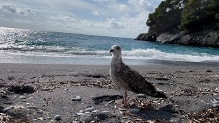 Vicino ad un Gabbianno sulla Spiaggia di Macarro 4k [upl. by Durrej]