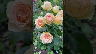 Роза Henrietta Barnett Очень надежная флорибунда harknessroses englandroses yellowroses roses [upl. by Ardnuassac]