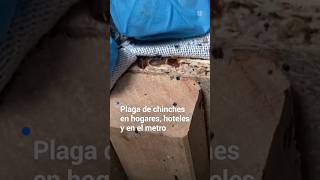 Una plaga de chinches invade hogares hoteles y hasta el metro [upl. by Wessling854]