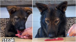 Then amp Now Jet the German Shepherd Reviews Food [upl. by Eentirb262]