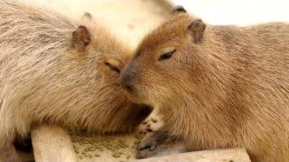 Child capybara tried to monopolize food but エサの独占を目論む仔カピバラ [upl. by Relyc]