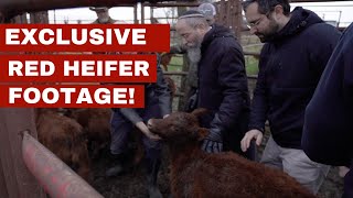 UNSEEN Footage of Red Heifer Selection An Eyewitness Account [upl. by Willumsen289]