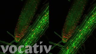 Watch Plants Grow On A Microscopic Level [upl. by Yornoc]