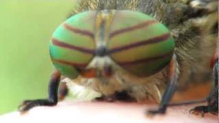 Hybomitra horsefly close up [upl. by Nauqad]