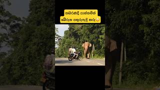 Elephant attack at Habarana main road 😳😳elephant elephantattack wildlife srilanka [upl. by Neerac]