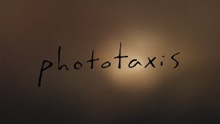 Phototaxis  an abstract film [upl. by Heda]