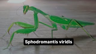 Sphodromantis viridis [upl. by Casady]