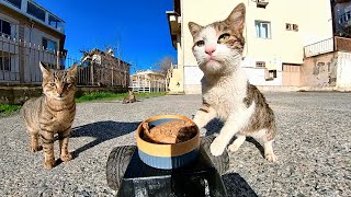 FEEDING CATS WITH RC CAR [upl. by Damour]