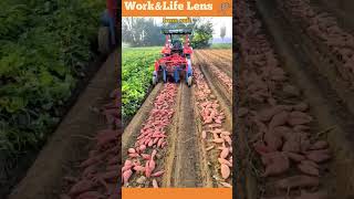 Efficient potato harvester minimizes crop damage and soil contamination during harvesting [upl. by Norrehs]