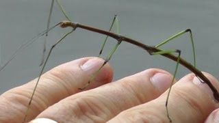 🐝 Walking Stick Insect  Real Japan Monsters [upl. by Ettenig310]