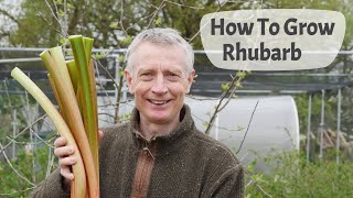 How To Grow Rhubarb  A Complete Guide Including Planting Care Harvesting And Cooking Ideas [upl. by Nnilsia]