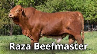 Raza de ganado bovino Beefmaster De Texas para el Mundo un regalo a los ganaderos [upl. by Alegnad913]