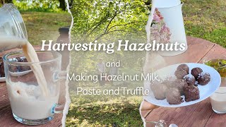 16 Harvesting Hazelnuts and Making Hazelnut Milk Paste and Truffle [upl. by Alleciram]