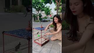 Hành trình chăm chim 100 ngày ngày thứ 5 chaomaohot pets birds chaomao pets [upl. by Aiclid]