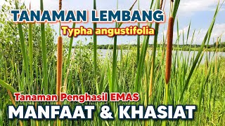 MANFAAT TANAMAN LEMBANG TUK KESEHATAN ‼️ Typha angustifolia lembang typhaangustifolia embet obor [upl. by Ashly]