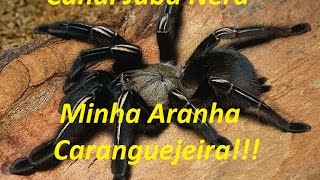 MINHA ARANHA CARANGUEJEIRA COMENDO BARATAS [upl. by Alesi]