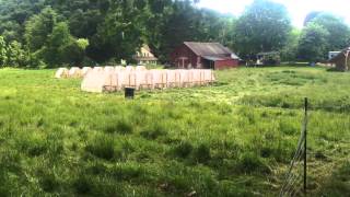 Pasture rotation of chickens and sheep [upl. by Pudens]