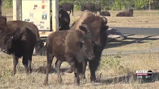 Sneak peek at Custer State Park Buffalo Roundup weekend [upl. by Greerson]