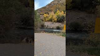 Harley Davidson Pan America 1st ride in Provo Utah canyon [upl. by Melony]