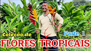 Passeio pela Coleção de Flores Tropicais  Helicônias e Calatheas  Parte 1 [upl. by Fira]