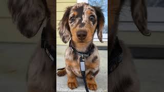 Wiener dog wiener dog how did you get so long [upl. by Stutzman]