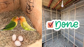 Fischers Ny Eggs Dy Diye Aur Master Cage Ready Ho Gya ❤️🥰 [upl. by Ymrots]