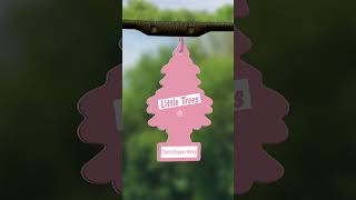 New Car Scent vs Cherry Blossom Honey Little Trees Smell Badness Round 9 littletrees snifftest [upl. by Kinimod]