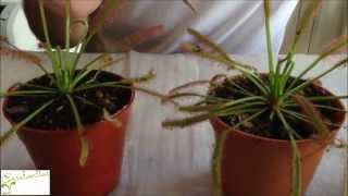 Carnivorous plant Drosera sundew basic care  How to grow Sundew [upl. by Chobot]