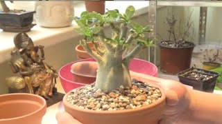 Saving two Adenium obesum plants with root rot  desert rose [upl. by Acire]