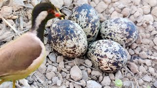 Redwattled lapwing eggs in open area and are not secured BirdPlusNest [upl. by Thevenot]