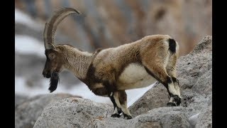 Yaban Keçisi Belgeseli Wild Goat Documenteary [upl. by Radack407]