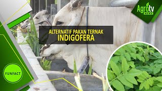 ALTERNATIF PAKAN TERNAK INDIGOFERA [upl. by Notsniw]