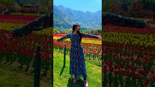 Tulip Garden 🌷 Kashmir vlog kashmirvlogs ytshorts [upl. by Shevlo]