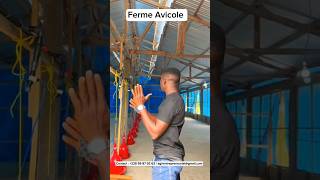 Ferme Avicole aviculture business immobilier immobilier construction poultry [upl. by Hilda]