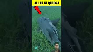 Allah ki banai hui is ajeeb machli ko dekh lo shortsshortsfeed muslimbhai yt [upl. by Ayar647]