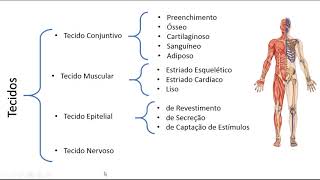 Tecidos do corpo humano [upl. by Largent]