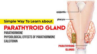 Parathyroid Gland  Parathormone  Physiological Effects of Parathormone  Calcitonin [upl. by Isleen]