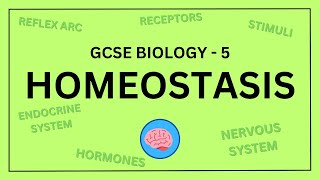 AQA GCSE Biology in 10 Minutes  Topic 5  Homeostasis and Response [upl. by Saidee]