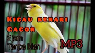 Kenari Gacor 2 jam tanpa iklan MP3 [upl. by Ramilahs207]