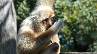 Lar gibbon Hylobates lar gibbon baby – Lumix DCFZ 82 Superzoom [upl. by Anelahs758]