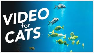 Video For Cats 🐠  Underwater Diving with Fishes Entertainment for Cats 📺 [upl. by Egiap]