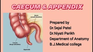 BJMC Caecum amp Appendix [upl. by Esirahs]