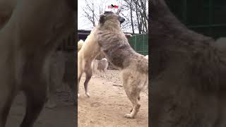 Which breed of dog do you like better 👉Caucasian Shepherd Dog or Kangal  dog pets animals [upl. by Amre]