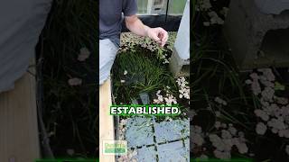 Fast Growing VALLISNERIA PART 2 [upl. by Otrebmuh]